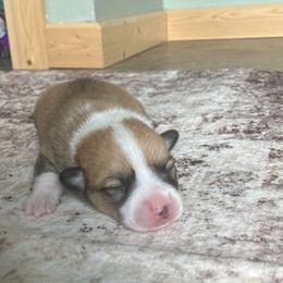 Brownie - Sable male Pembroke Welsh Corgi puppy in Saratoga, Wyoming from Maria's Pembroke Welsh Corgis