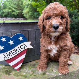 Levi - Red male Labradoodle puppy in English, Indiana from Doodle Darlings