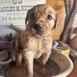 Pink - Golden female Golden Retriever puppy in Leadore, Idaho from Gunsight Goldens