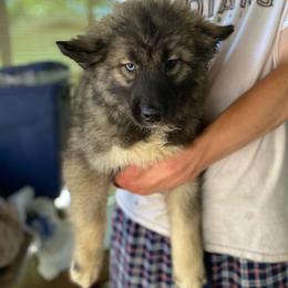 Fluffy - Agouti and white female Siberian Husky puppy in Tennessee from Heavenly Made Huskies and Poms