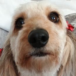 Bella - Dachshund