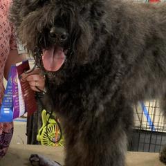 Bouvier des Flandres from Valkyrie Bouviers