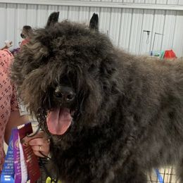 Bouvier des Flandres from Valkyrie Bouviers