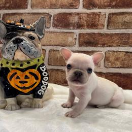 Pearl - Cream female French Bulldog puppy in Riverview, Florida from The Frenchie Lady Co.