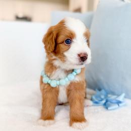 Boomer-light blue - Brown and white male Bernedoodle puppy in Ontario, California from Teddy Doodles & Standard Poodles