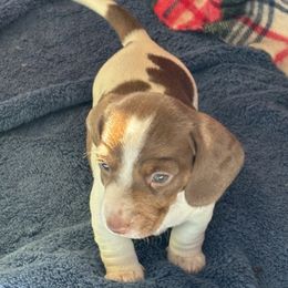 Boy 1 - Chocolate male Dachshund puppy in Great Falls, Montana from Dawn's designerDachshunds