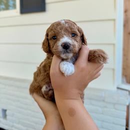 Peter - Apricot male Assorted Doodle Crosses puppy in Marysville, California from Dailey Doodles and Dachshunds