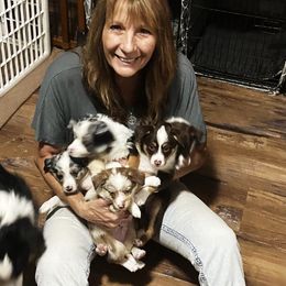 Toy Australian Shepherd Puppies from MN Pomme De Terre Aussies