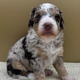 Cherry Cordal (Cherry) - Chocolate merle female Bernedoodle puppy in Hendersonville, North Carolina from Kim's Cove