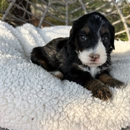 Luna - Tri-color female Bernedoodle puppy in Wamego, Kansas from Doodles of Oz