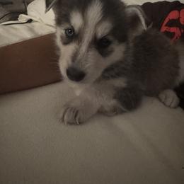 Siberian Husky Puppies from Riri’s Huskies
