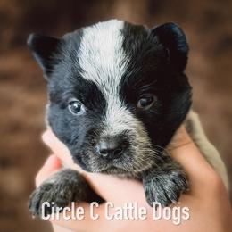 Boy 4 - Blue male Australian Cattle Dog puppy in Blackfoot, Idaho from Circle C Australian Cattle Dogs