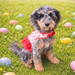 Apple Pie - Merle female Goldendoodle puppy in Everett, Washington from Pawlydoodles
