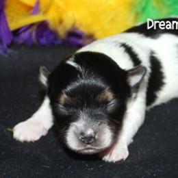 AKC Gladiator - Black tan and white male Biewer Terrier puppy in Kennesaw, Georgia from Dreamy Pups