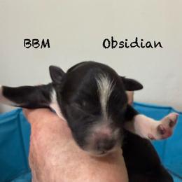 Obsidian - Black & white male Australian Shepherd puppy in Ellensburg, Washington from Creekside Aussies