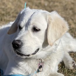 Golden Retrievers from Wasatch Skye Goldens