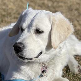 Golden Retrievers from Wasatch Skye Goldens