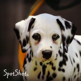 Dalmatian Puppies from Spothaven Dalmatians