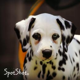 Dalmatian Puppies from Spothaven Dalmatians