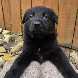 Female 2 - Black female German Shepherd puppy in Leon, West Virginia from Heart2Heart Kennels