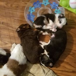 Australian Shepherd Puppies from Covenant View Farm Australian Shepherds