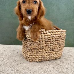 Poseidon - Red male Cockapoo puppy in Beresford, South Dakota from DAKOTA DOOD RANCH