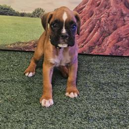 Boxer Puppies from Puppy Patch