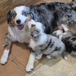 Miniature Australian Shepherd Puppies from Awesome Aussies