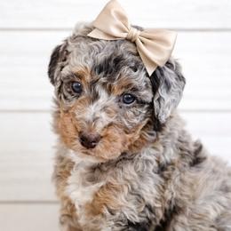 Cavapoos from Lesley Payne