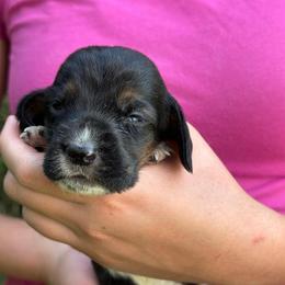 Female 3 - Black and white female Basset Hound puppy in Lindley, New York from Hill Top Basset Hounds & Cane Corso