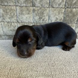 Cruella - Black and tan female Dachshund puppy in Las Vegas, Nevada from Desert Dachshunds