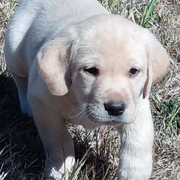 Labrador Retriever Puppies from Taylor Maid Labradors