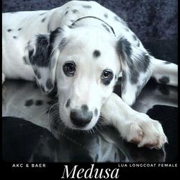 Medusa (LUA Longcoat) - White and black female Dalmatian puppy in Salem, Missouri from Paradise Spots Dalmatians