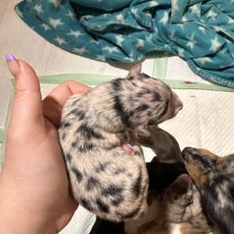 Australian Shepherd Puppies from North Central Aussies