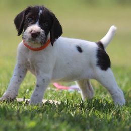 German Wirehaired Pointer Puppies from Afterhours German Wirehaired Pointers