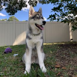 Siberian Husky Puppies from SoFlo Siberians