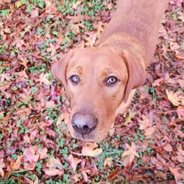Labrador Retrievers and Siberian Huskies from Thornbury Kennel