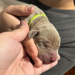 Butterball - Silver male Great Dane puppy in Temple, Texas from Splashed To Perfection Farms