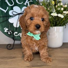 Mike - Green - Red male Cavapoo puppy in South Jordan, Utah from Simply Sweet Paws. LLC