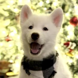 Siberian Husky Puppies from Snowy Siberians