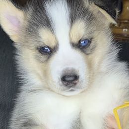 Siberian Husky Puppies from Debra's Huskys