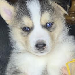 Siberian Husky Puppies from Debra's Huskys