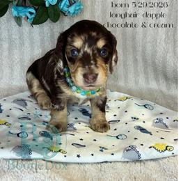 Leonard - Dapple male Dachshund puppy in Noble, Oklahoma from Marissa's Dachshunds (BooneDox Mini Dachshunds)
