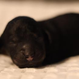 Havana - Phantom female Goldendoodle puppy in Forney, Texas from Diamond Doodle Pups and Poodles