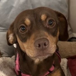 Companion Crosses and Yorkshire Terriers from Lashay's Pups