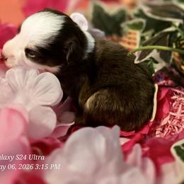 Cherry Blossom - Red tri female Miniature Australian Shepherd puppy in Port Saint Lucie, Florida from Charlene Brannon's Mini Australian Shepherds