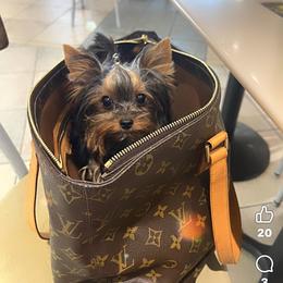 Yorkshire Terrier puppies from Supreme Pups