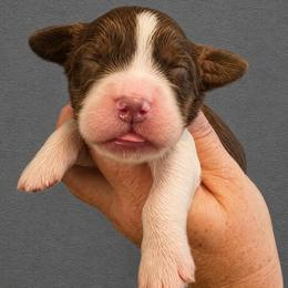 Lennon - Liver white and tan female English Springer Spaniel puppy in Fort White, Florida from Thunderbird Springers