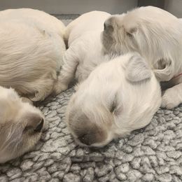 Golden Retriever Puppies from Golden West English Creams