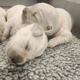 Golden Retriever Puppies from Golden West English Creams